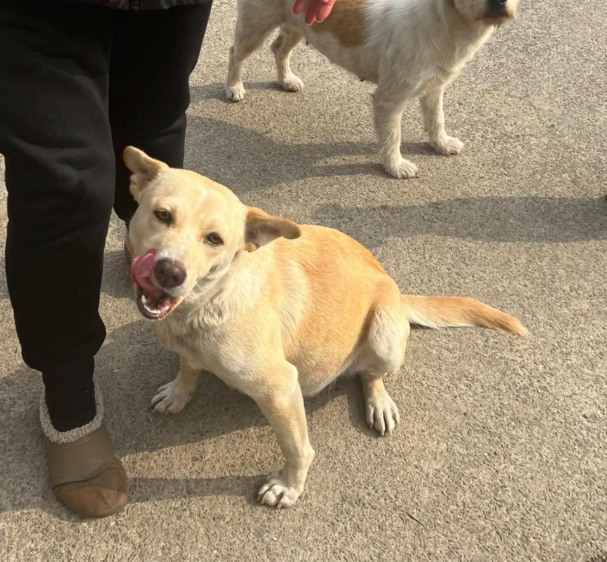 流浪狗巡逻队(流浪狗巡逻队图片大全)