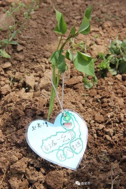 植物「唱歌」实验(给植物唱歌真的能让植物快快长大吗)