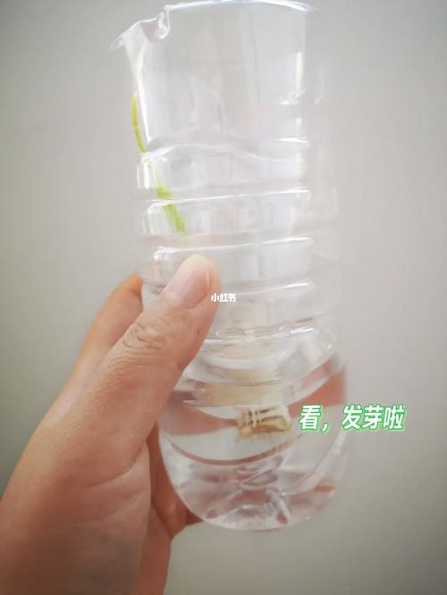 植物「唱歌」实验(给植物唱歌真的能让植物快快长大吗)