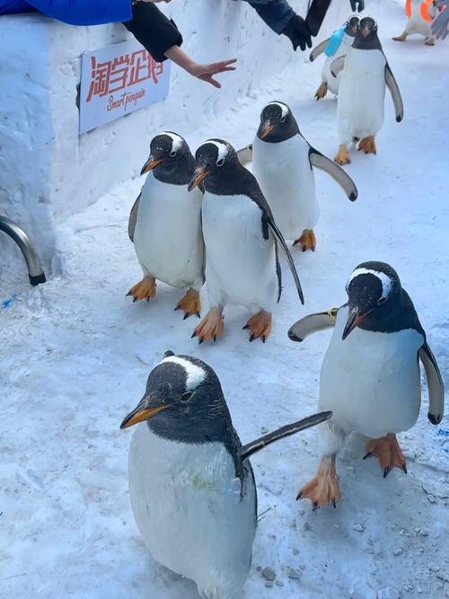 企鹅闯入海鲜市场（企鹅出来闯闯能看到什么）