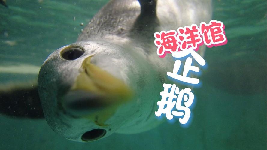 企鹅闯入海鲜市场（企鹅出来闯闯能看到什么）