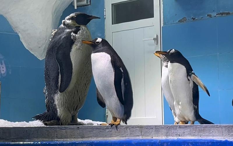 企鹅闯入海鲜市场（企鹅出来闯闯能看到什么）
