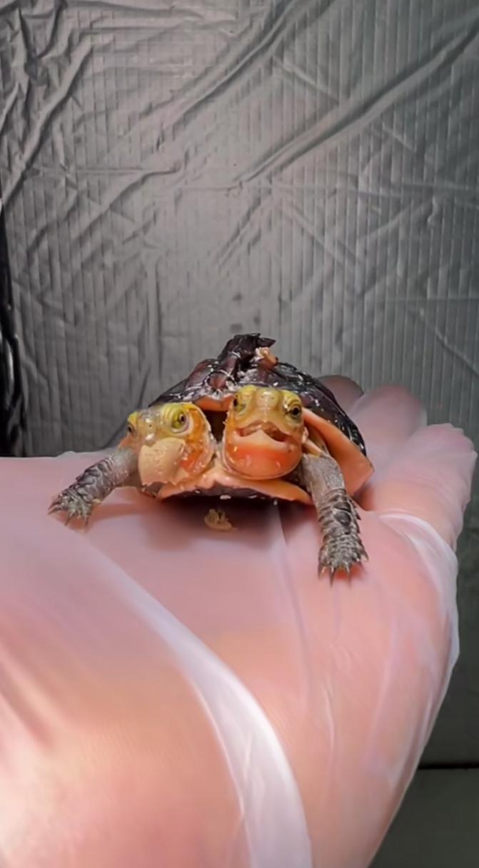 双头乌龟预言天气（双头乌龟寓意着什么）