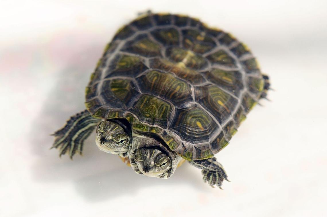 双头乌龟预言天气（双头乌龟寓意着什么）