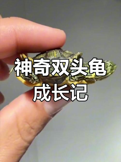 双头乌龟预言天气（双头乌龟寓意着什么）
