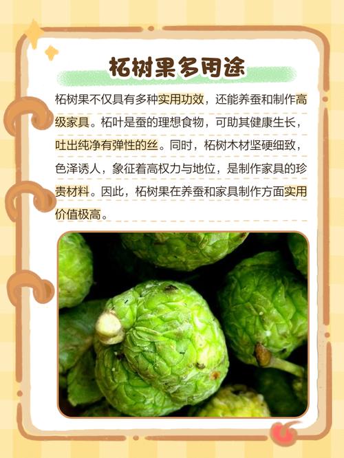 千年古树结WiFi果实(千年古树的果实a级材料怎么获得)