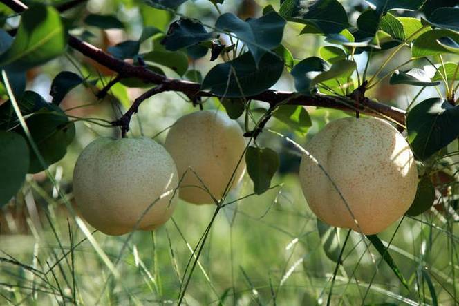 千年古树结WiFi果实(千年古树的果实a级材料怎么获得)