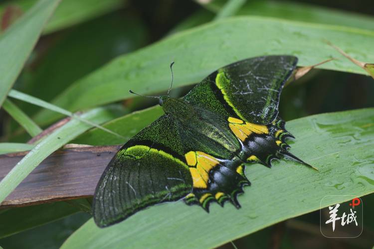 金斑喙凤蝶观测(金斑喙凤蝶雌雄比例)