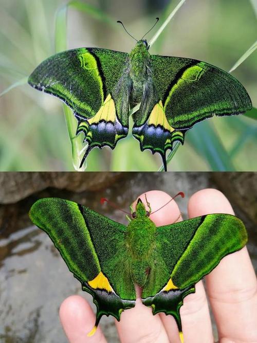 金斑喙凤蝶观测(金斑喙凤蝶雌雄比例)