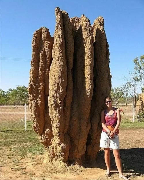 蚂蚁建造「立交桥」(蚂蚁桥在哪)