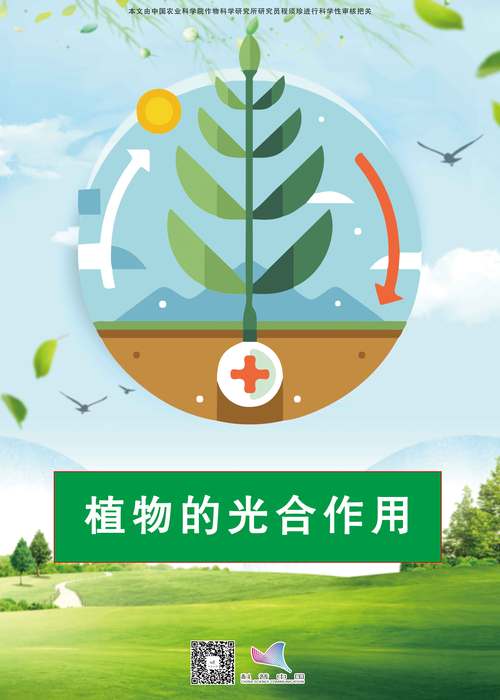 植物光合作用(植物光合作用的产物)