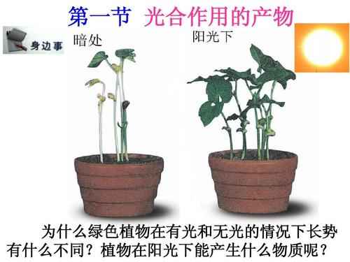 植物光合作用(植物光合作用的产物)