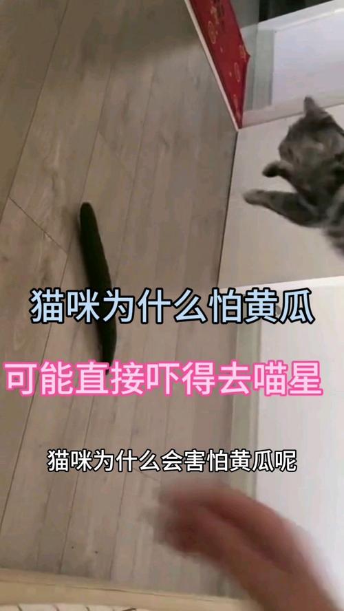 猫为什么怕黄瓜?(猫为什么怕黄瓜? 还会跳起来?)
