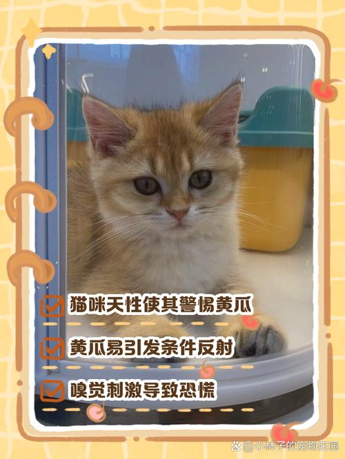 猫为什么怕黄瓜?(猫为什么怕黄瓜? 还会跳起来?)