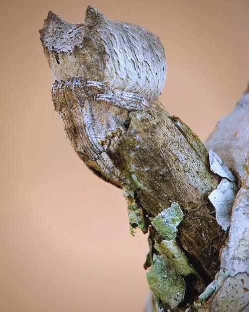 动物伪装术(动物伪装术学到了什么)