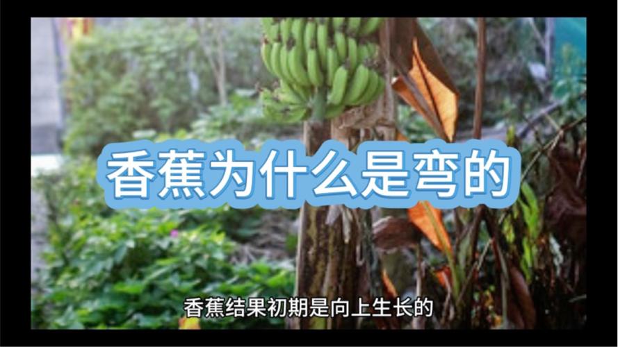 香蕉为什么是弯的?(香蕉为什么形状大都是弯的)