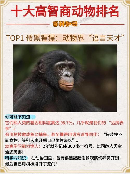 动物智商（哺乳动物智商）