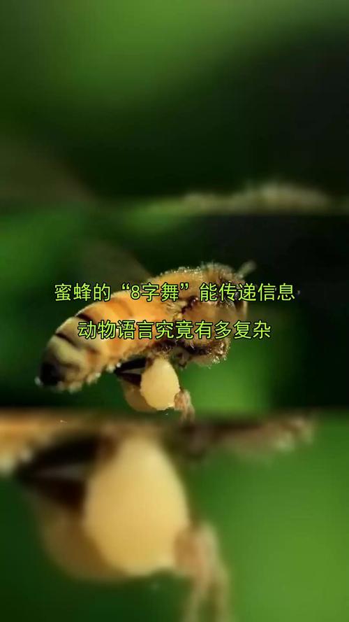 蜜蜂的舞蹈语言（蜜蜂的舞蹈语言有哪些）