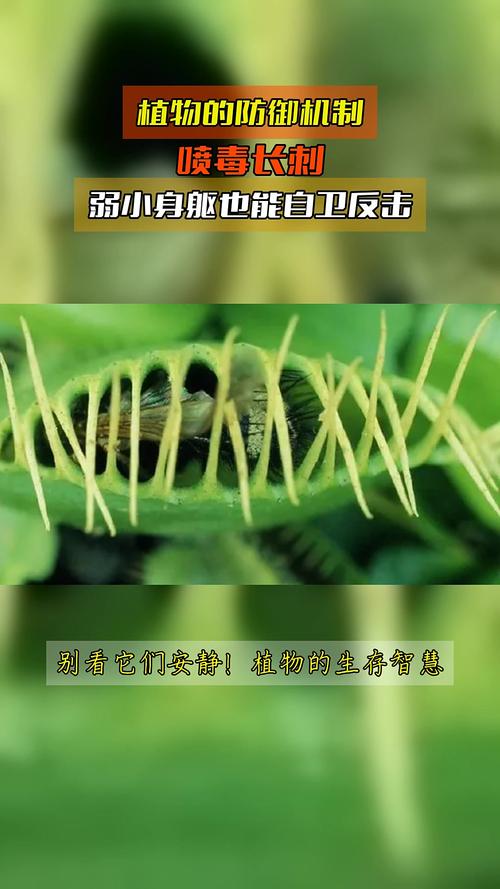 植物防御机制（植物防御的两种生物是）