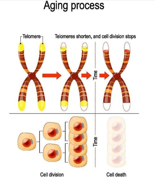 端粒养护指南科学证实的生活习惯（端粒有何作用）